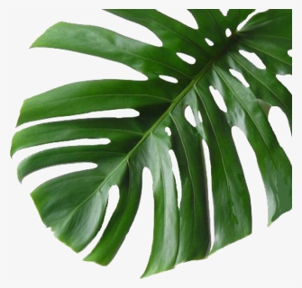 Pinecone Leaf - Palm Tropical Leaf Png, Transparent Png, Free Download