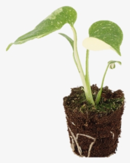 Monstera Leaf Png, Transparent Png, Free Download
