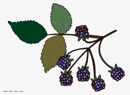 Wild Berries Clipart No Background - Bramble Clipart, HD Png Download, Free Download