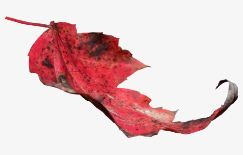 Thumb Image - Red Leaf Png, Transparent Png, Free Download