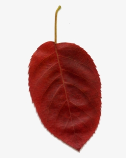 Nice Red Leaf - European Plum, HD Png Download, Free Download