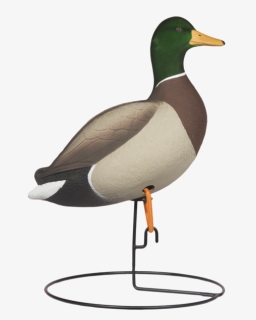 Mallard, HD Png Download, Free Download