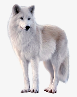 White Wolf White Background, HD Png Download, Free Download