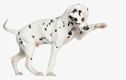 Dalmatian Puppies Png - Puppy Dalmatian Png, Transparent Png, Free Download