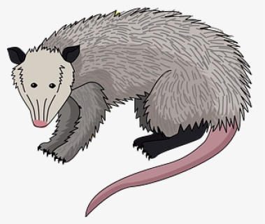 Virginia Opossum Clipart - Common Opossum, HD Png Download, Free Download