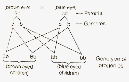 Diagram, HD Png Download, Free Download