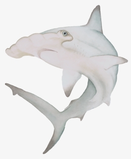 Watercolor Hammerhead Shark The Curious Wild Aoede - Hammerhead Shark Watercolor Png, Transparent Png, Free Download
