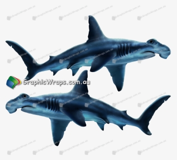 Hammerhead Shark , Png Download - Requiem Shark, Transparent Png, Free Download