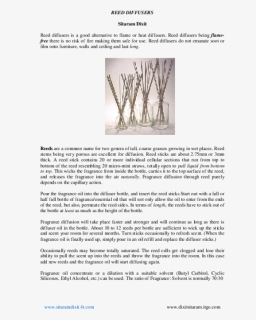 Tree, HD Png Download, Free Download