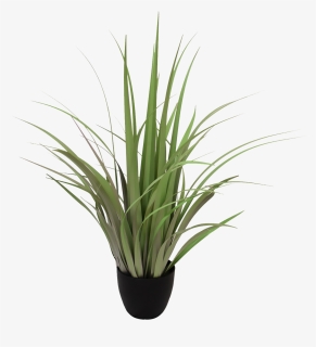 Light Green Reeds, HD Png Download, Free Download