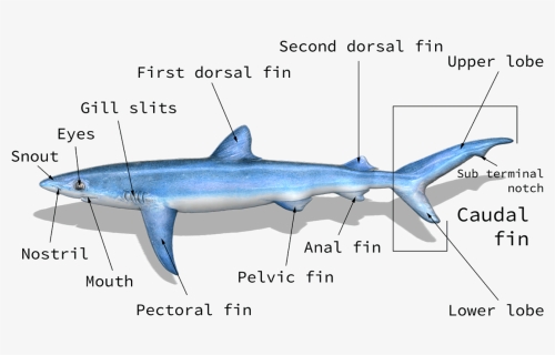 Shark And Fish Identification Chart Taxonomy, HD Png Download, Free Download