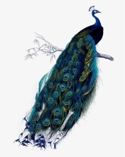 Peacock Print, HD Png Download, Free Download