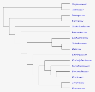 Cladogram Of Brassica Rapa Evolutionary History, HD Png Download, Free Download