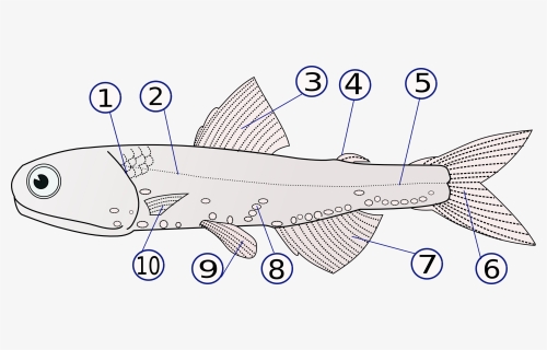 Zebrafish Anatomy, HD Png Download, Free Download