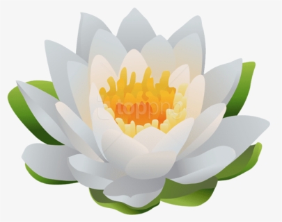 Water Lily Png Clip Art Image - Sacred Lotus, Transparent Png, Free Download