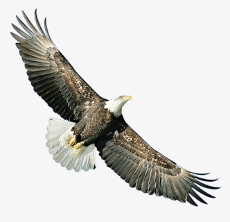 Bald Eagle Hawk Icon - Hawk Icon, HD Png Download, Free Download