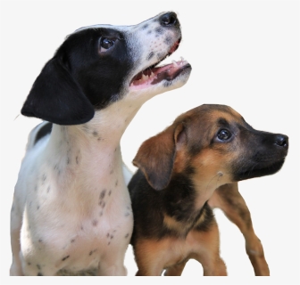 Transparent Mean Dog Png - Companion Dog, Png Download, Free Download