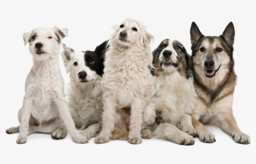 Happy Dogs Png Image - Pack Of Dogs Png, Transparent Png, Free Download