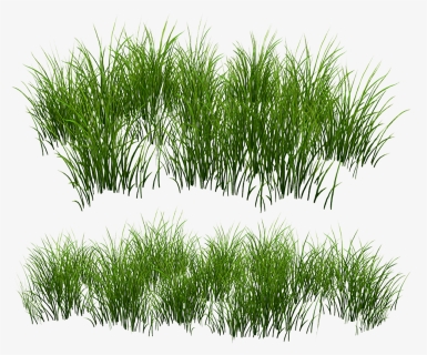 Grass Patch Png, Transparent Png, Free Download