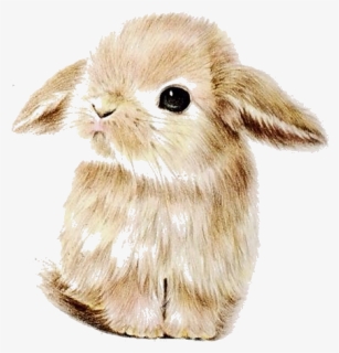 Bunny Wallpaper Phone, HD Png Download, Free Download