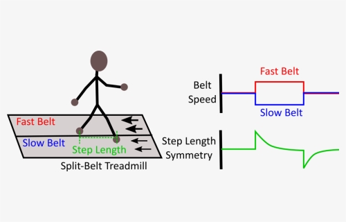 Split Belt Adaptation - Split Belt Treadmill Training, HD Png Download, Free Download