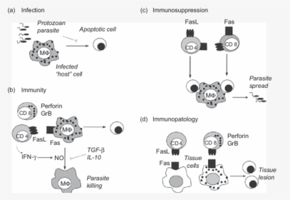 Protozoan Apoptosis, HD Png Download, Free Download