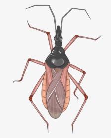 Réduve - Ant, HD Png Download, Free Download