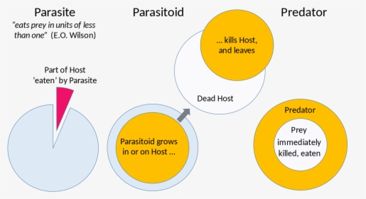 Predator Vs Parasite Vs Parasitoid, HD Png Download, Free Download