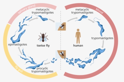 Illustration Showing The Life Cycle Of The Trypanosome - Trypanosome Life Cycle, HD Png Download, Free Download