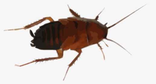 Cockroach Drawing - Cock Roaches In Tennessee, HD Png Download, Free Download