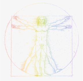 Transparent Vitruvian Man Png - Leonardo Da Vinci, Png Download, Free Download