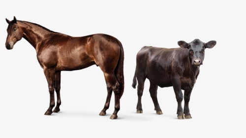 Horse And Cow, HD Png Download, Free Download