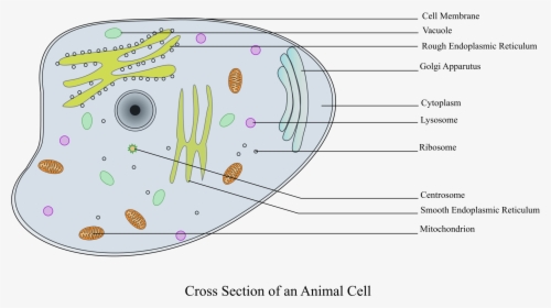Animal Cell Labelled Clip Arts - Animal Cell Labeled Gcse, HD Png Download, Free Download