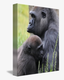 Clip Art Silver Back Mother Suckling - Western Lowland Gorilla, HD Png Download, Free Download