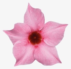 Rocktrumpet, HD Png Download, Free Download