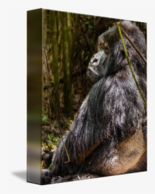 Clip Art Gorilla Photos - Mountain Gorilla, HD Png Download, Free Download