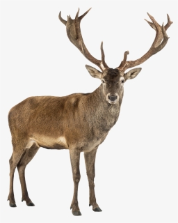 Stag Png Free Pic - Stag Meaning In Hindi, Transparent Png, Free Download
