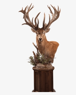 Elk, HD Png Download, Free Download