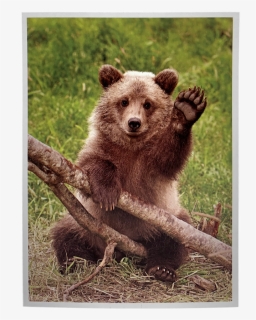 Grizzly Png, Transparent Png, Free Download