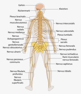 File Te Nervous System - Nervous System Diagram, HD Png Download, Free Download