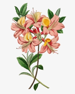 Vintage Botanical Flower Illustration, HD Png Download, Free Download