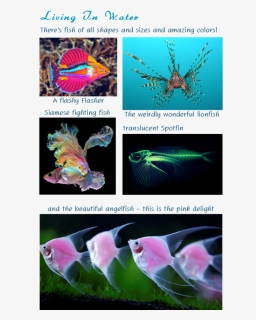 Animal Genetically Modified Organisms, HD Png Download, Free Download
