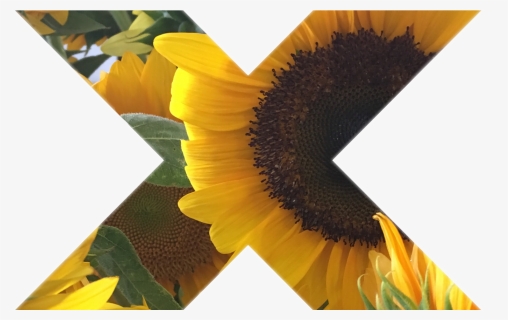 Tumblr Myphoto Sunflower Sticker Gallery Art Interestin - Portable Network Graphics, HD Png Download, Free Download