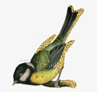 #vintage #png #transparent #nature #bird #gold #glitter - Vintage Bird Illustration Public Domain, Png Download, Free Download