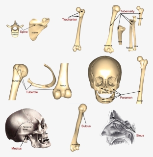 6 Illustrations Of More Bone Markings - Skull, HD Png Download, Free Download