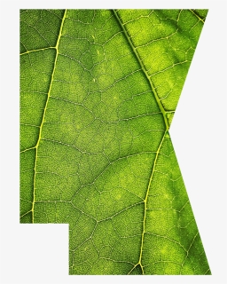 Maple, HD Png Download, Free Download