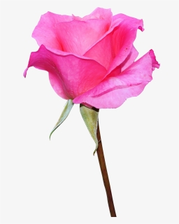 Pink Rose Image Download, HD Png Download, Free Download