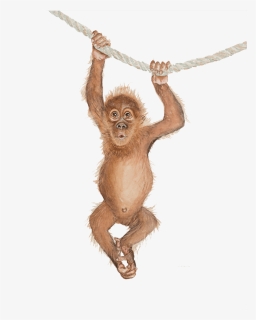 Orangutan Png Clipart - Transparent Orangutan Png Clip Art, Png Download -  kindpng