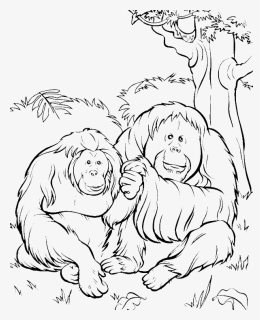 Orangutan , Png Download - Printable Orangutan Coloring Pages, Transparent Png, Free Download
