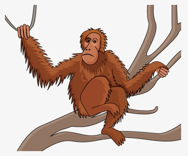 Orangutan Clipart - Old World Monkey, HD Png Download, Free Download
